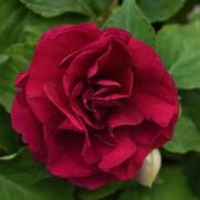 Impatiens Walleriana 'Glimmer Burgundy'