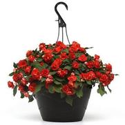 Impatiens Walleriana 'Glimmer Bright Red'