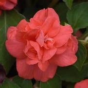 Impatiens Walleriana 'Glimmer Salmon'