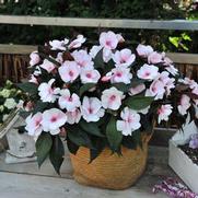 Impatiens hawkeri 'Magnum White Blush'