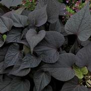 Ipomoea batatas 'Sidekick Black Heart'