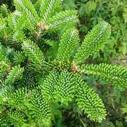 Abies fraseri Abies fraseri