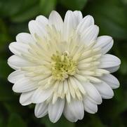 Osteospermum hybrid '4D White' Osteospermum hybrid '4D White'