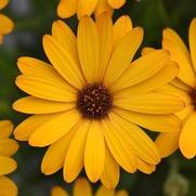 Osteospermum ecklonis 'Voltage Gold'