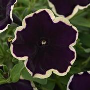 Petunia hybrid 'ColorRush Blueberries & Cream'