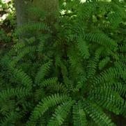 Adiantum pedatum