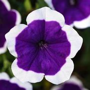 Petunia hybrid 'Headliner Dark Violet Picotee'