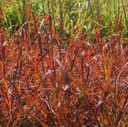 Andropogon gerardii 'Red October' Andropogon gerardii 'Red October'