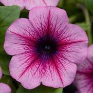 Petunia hybrid 'Main Stage Pink Violet'