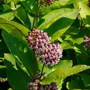 Asclepias syriaca