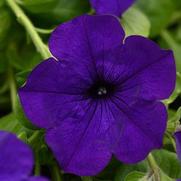 Petunia hybrid 'Main Stage Violet'