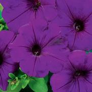 Petunia hybrid 'Sanguna Blue' Petunia hybrid 'Sanguna Blue'