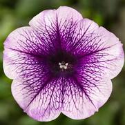 Petunia hybrid 'Sanguna Blue Vein'