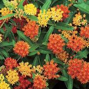 Asclepias tuberosa 'Gay Butterflies' Asclepias tuberosa 'Gay Butterflies'