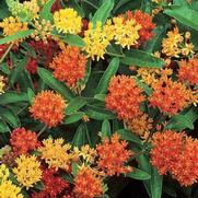 Asclepias tuberosa 'Gay Butterflies'