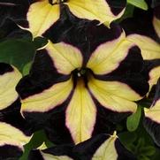 Petunia hybrid 'Slingshot Phantom'