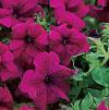 Petunia hybrid 'Surfinia Magenta'