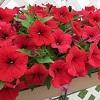 Petunia hybrid 'Surfinia Deep Red'