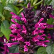 Salvia guaranitica 'Plum Crazy'