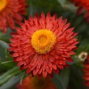 Bracteantha bracteatum 'Mohave Fire Red'