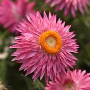 Bracteantha bracteatum 'Mohave Pink' Bracteantha bracteatum 'Mohave Pink'