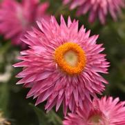 Bracteantha bracteatum 'Mohave Pink'