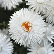 Bracteantha bracteatum 'Mohave White 24'