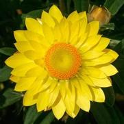 Bracteantha bracteatum 'Mohave Yellow' Bracteantha bracteatum 'Mohave Yellow'