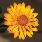 Bracteantha bracteatum 'Mohave Yellow Basket' Bracteantha bracteatum 'Mohave Yellow Basket'