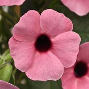 Thunbergia alata 'Sunny Rose Sensation' Thunbergia alata 'Sunny Rose Sensation'