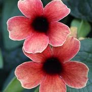 Thunbergia alata 'Tower Power Red'