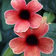 Thunbergia alata 'Tower Power Red' Thunbergia alata 'Tower Power Red'