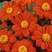 Tithonia rotundifolia 'Goldfinger' Tithonia rotundifolia 'Goldfinger'