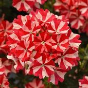 Verbena Firehouse 'Peppermint' Verbena Firehouse 'Peppermint'