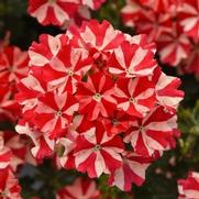 Verbena Firehouse 'Peppermint'