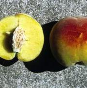 Prunus persica 'Contender'