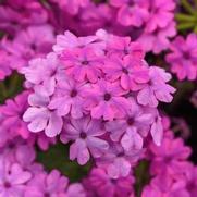 Verbena Firehouse 'Lt Pink' Verbena Firehouse 'Lt Pink'