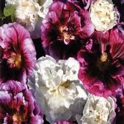 Alcea rosea 'Blackberry Ripple'