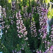 Calluna vulgaris 'Beauty Ladies Luca'