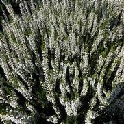 Calluna vulgaris 'Beauty Ladies Veluwe'