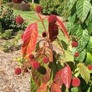 Cephalanthus occidentalis 'Crimson Comets'