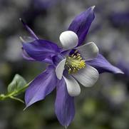 Aquilegia caerulea 'Kirigami Deep Blue White'