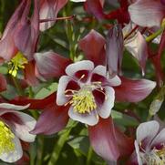 Aquilegia caerulea 'Kirigami Red White' Aquilegia caerulea 'Kirigami Red White'