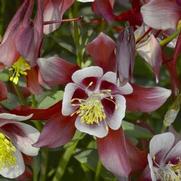 Aquilegia caerulea 'Kirigami Red White'