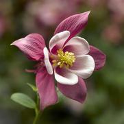 Aquilegia caerulea 'Kirigami Rose Pink'