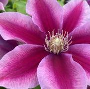 Clematis 'Poseidon'