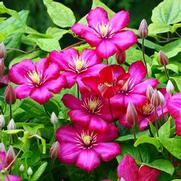Clematis 'Rouge Cardinal' Clematis 'Rouge Cardinal'