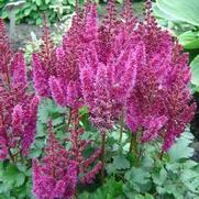 Astilbe chinensis 'Purple Rain'