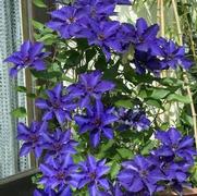 Clematis 'The President'