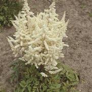 Astilbe japonica 'Ellie' Astilbe japonica 'Ellie'